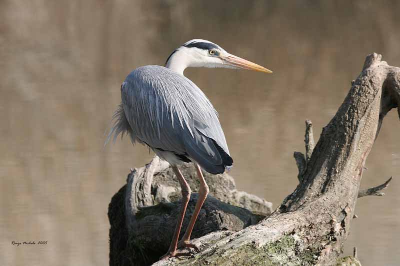 Airone cenerino - Ardea cinerea